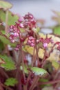 Japanese Saxifrage, Saxifraga cortusifolia, pink-lilac budding flowers